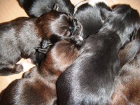 /album/galeria-de-fotos-filhotes-disponiveis/susie-x-mondeo-028-jpg/